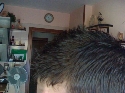 Foto Album 171732 di Tony_6 - 