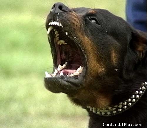 GIACOMO1890 - Brindisi