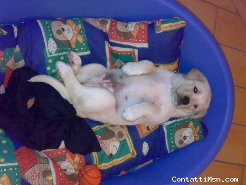 Mitch_a - Ascoli Piceno